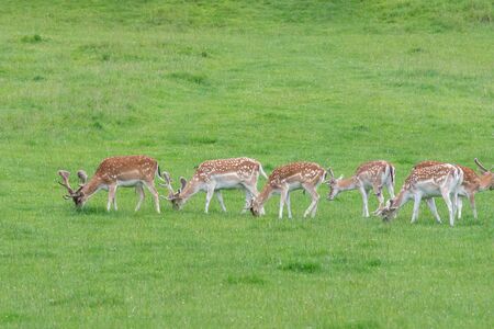 Herd of fallow deer (dama dama) grazing の写真素材