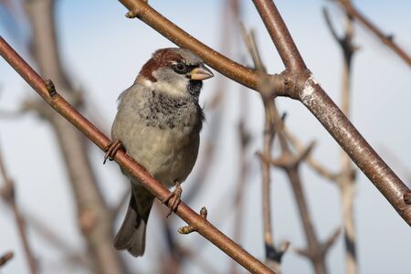 Portrait of a house sparrow (passer domesticus) perching on a branch.の写真素材