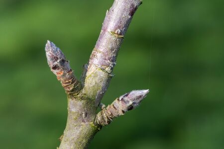 Macro shot of fruit bud on an apple tree