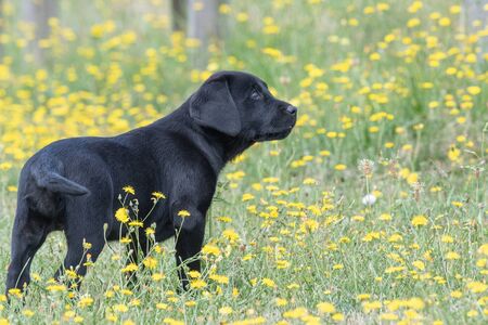 Cute portrait of an 8 week old black Labrador puppy standing in the gardenの写真素材