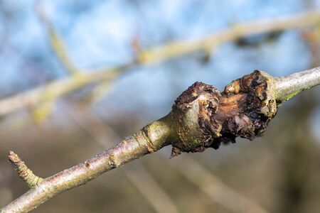 Close up of canker on an apple tree