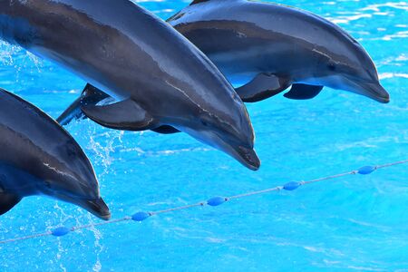 Dolphins jumping out of the water during a dolphin showの写真素材
