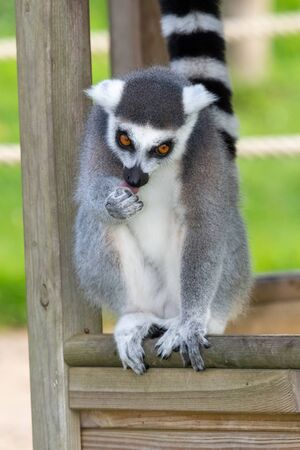 Close up of a ring tailed lemur (lemur catta) in a zoo.