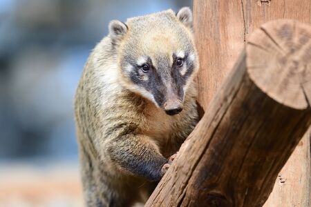 Portrait of a South American coati (nasua nasua) in a zoo