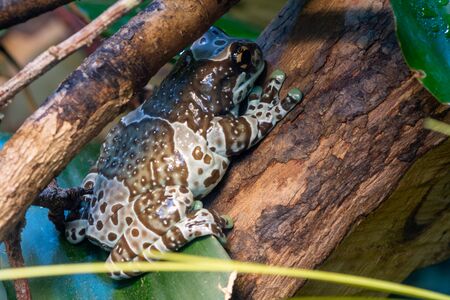 Close up of an Amazon milk frog (trachycephalus resinifictrix)の写真素材