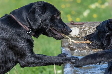 Two wet black Labradors playing with a stickの写真素材