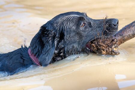 Close up of a black Labrador swimming in the water with a stick in it's mouth