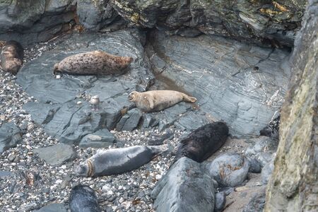 Grey seals (halichoerus grypus) on the beach at Godrevy in Cornwallの写真素材