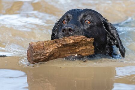 Close up of a black Labrador swimming in the water with a stick in it's mouthの写真素材