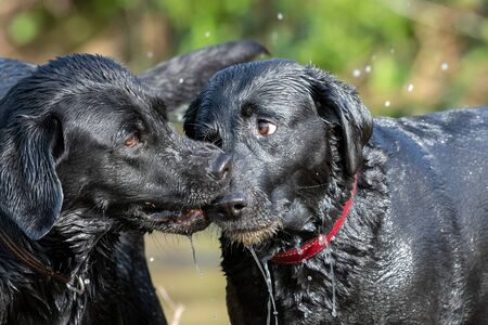 Two wet black Labradors playing with a stick