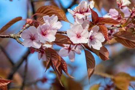 Close up of pink cherry blossomの写真素材