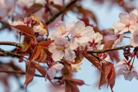 Close up of pink cherry blossom