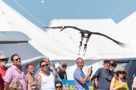 Blandford Forum.Dorset.United Kingdom.August 24th 2019.A hooded vulture (necrosyrtes monachus) is...