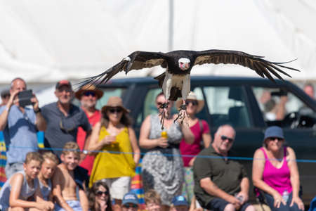 Blandford Forum.Dorset.United Kingdom.August 24th 2019.A hooded vulture (necrosyrtes monachus) is...