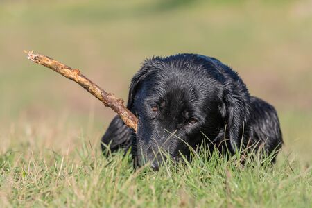 Portrait of a wet black Labrador puppy playing with a stickの写真素材