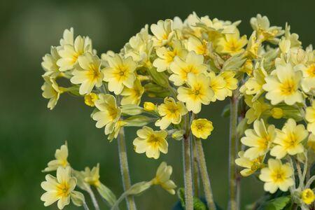 Close up of oxlip (primula elatior) flowers in bloomの写真素材