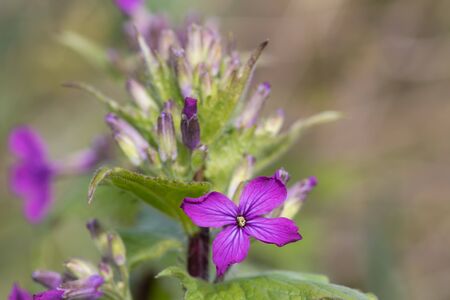 Close up of an honesty (lunaria annua) flower in bloomの写真素材