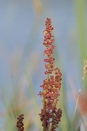 Close up of seeds on a dock (rumex) plant