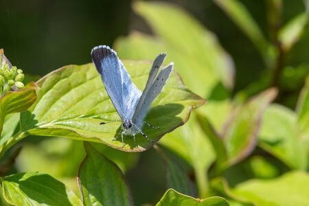 Macro shot of a holly blue (celastrina argiolus) butterfly perched on a leaf