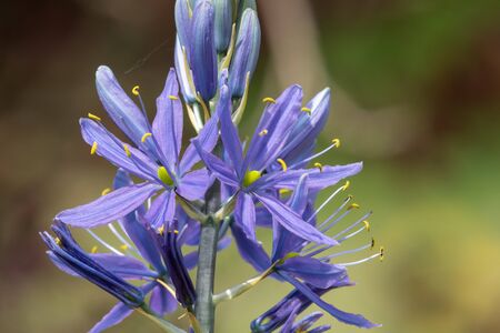 Close up of a camassia flower in bloom in the garden