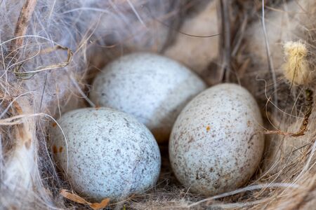 Close up of robins eggs in a nestの写真素材