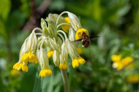 Close up of common cowslips (primula veris) in bloomの写真素材