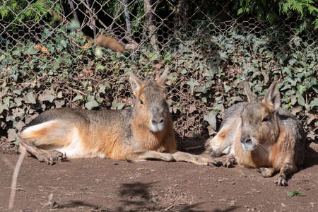Portrait of a pair of Patagonian maras (dolichotis patagonum) sitting on the groundの写真素材