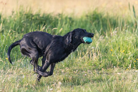 Close up of a wet black Labrador running through a field while carrying a training dummyの写真素材