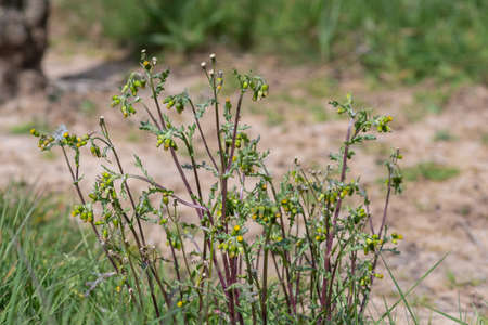 Close up of groundsel (senecio vulgaris) plants