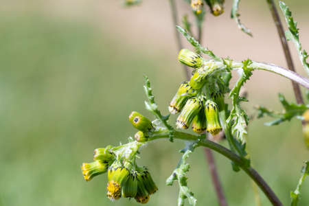Close up of groundsel (senecio vulgaris) plants