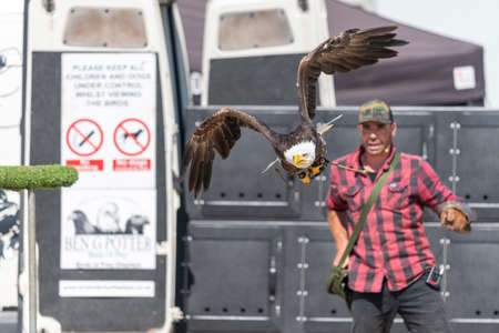 Blandford Forum.Dorset.United Kingdom.August 24th 2019.A bald eagle (haliaeetus leucocephalus) is...