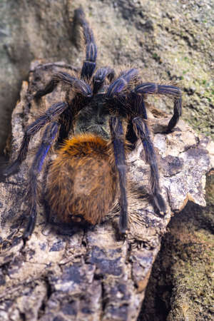 Close up of a greenbottle blue tarantula (chromatopelma cyaneopubescens) in captivity