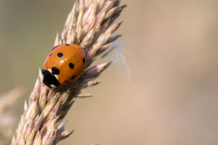 Macro shot of a ladybird (coccinellidae) on a grass plant