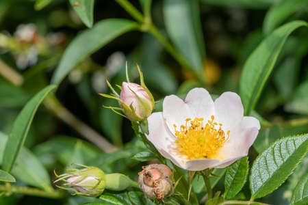 Close up of a dog rose (rosa canina) in bloomの写真素材