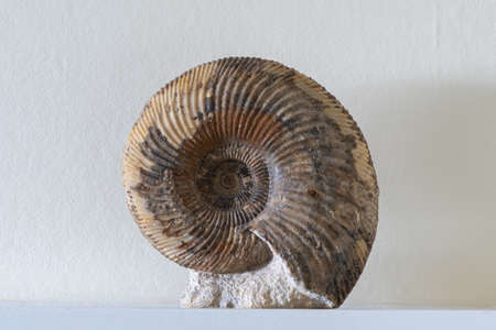 Close up of an ammonite fossil
