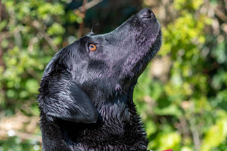 Head shot of a purebred black Labrador retrieverの写真素材