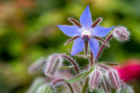 Close up of a borage (borago officinalis) flower