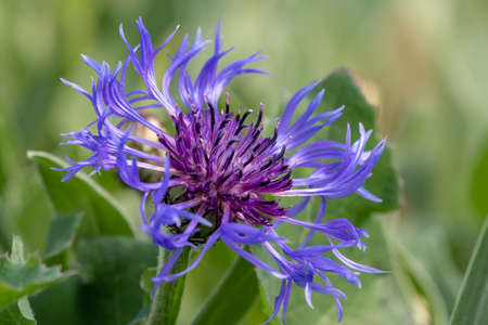 Close up of a perennial cornflower (centaurea montana) in bloomの写真素材