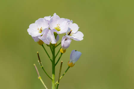Close up of a cuckooflower (cardamine pratensis) in bloomの写真素材