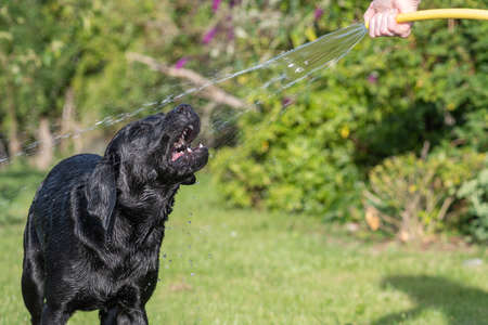 Portrait of a wet black Labrador being sprayed by a hose pipeの写真素材