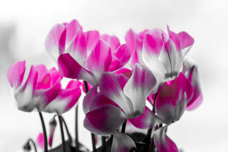 Colorsplash of cyclamen persicum flowers in bloomの写真素材