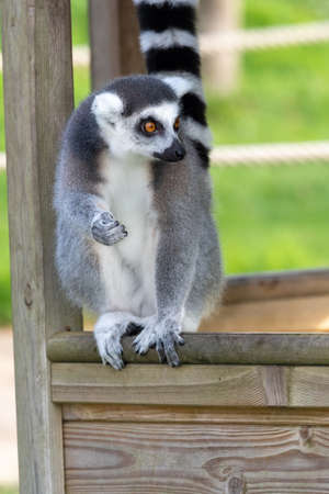 Close up of a ring tailed lemur (lemur catta) in a zoo.