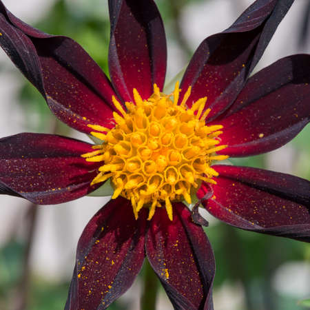Close up of a Verrones Obsidian dahlia flower in bloomの写真素材