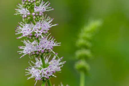 Macro shot of flowers on a common mint (mentha spicata) plantの写真素材