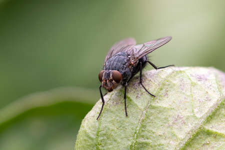 Macro shot of a housefly (musca domestica) on a leaf