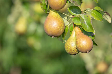 Close up of conference pears on the treeの写真素材