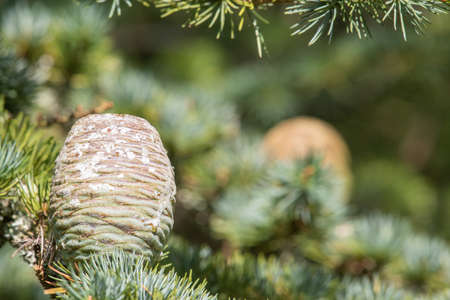Close up of cones on an Atlas Cedar (cedrus atlantica) tree