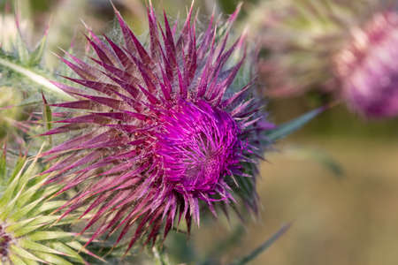 Close up of a thistle flower headの写真素材