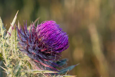 Close up of a thistle flower head