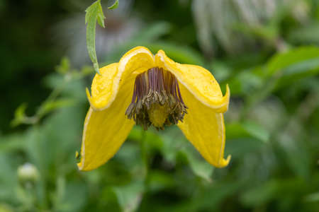 Close up of a yellow downy clematis (clematis macropetala) flower in bloomの写真素材